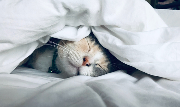 Cats hotels...