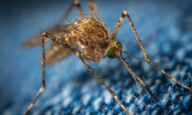 Mosquitos...