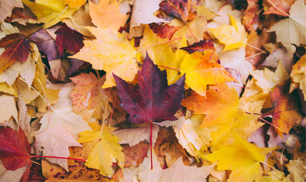 Leaves...