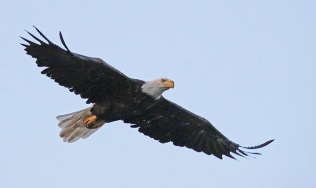 Eagles, bald eagle...
