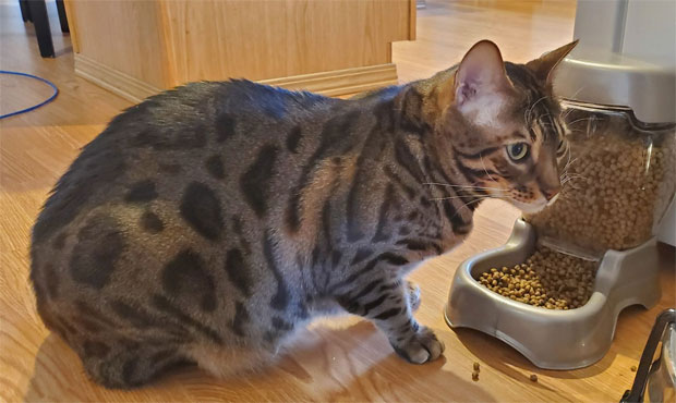 pet food delivery...