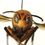 Murder Hornets