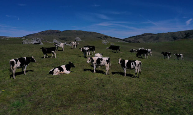 cows, hay...