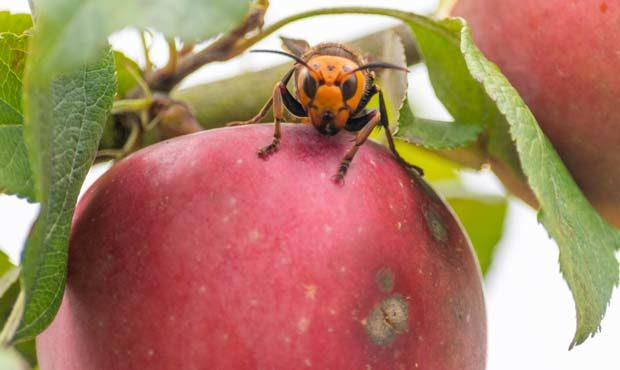 Asian giant hornet...
