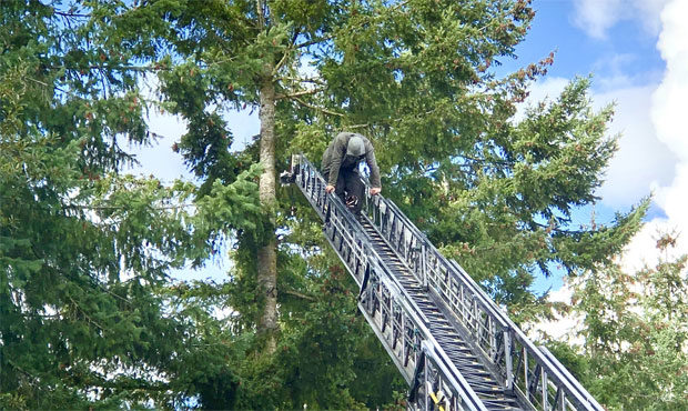 Carjacking suspect in tree...