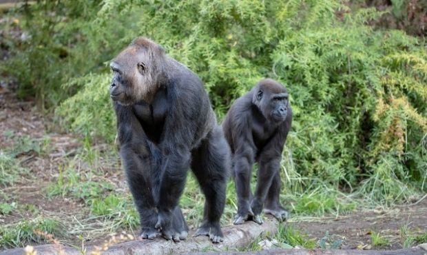 gorilla...