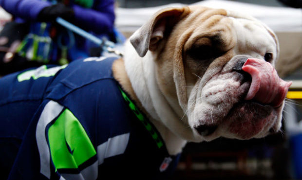 dog aging...