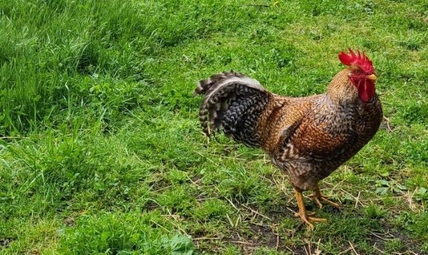 rooster...