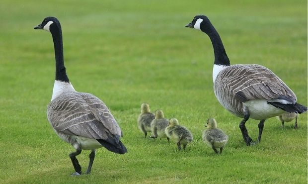 geese...
