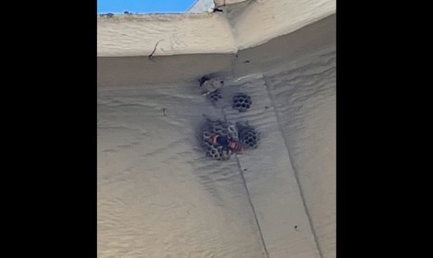 giant hornet...