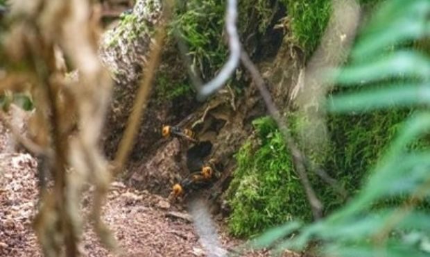 Asian giant hornet nest...