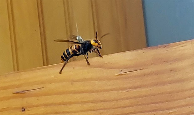 Asian Giant Hornet...