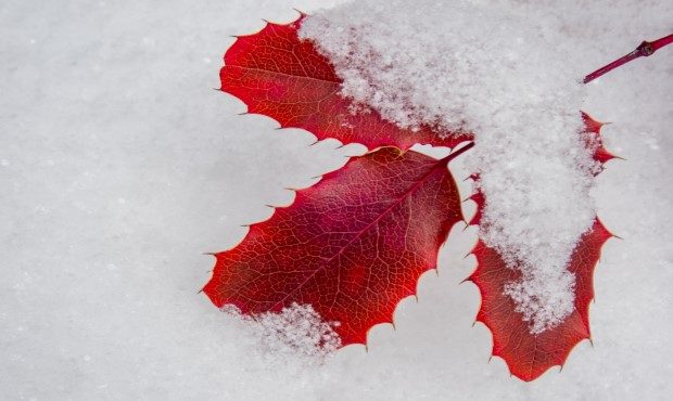snow...