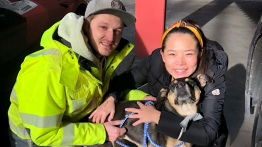Stolen dog...