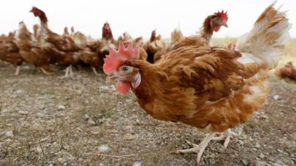 bird flu...