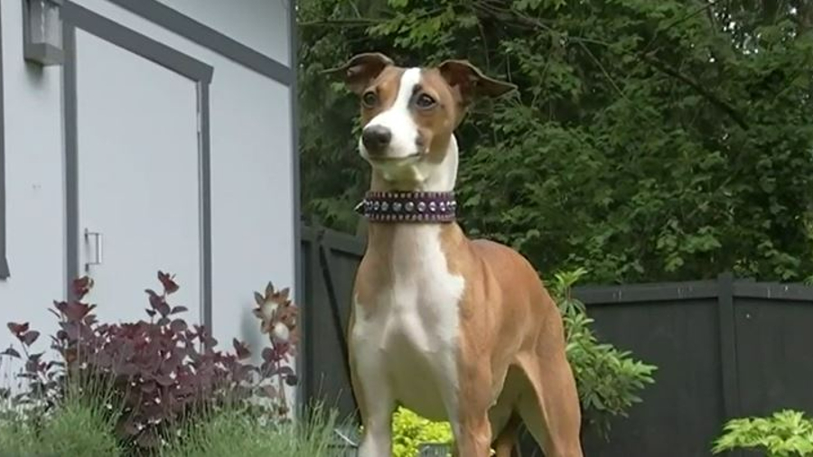 (KIRO 7)...