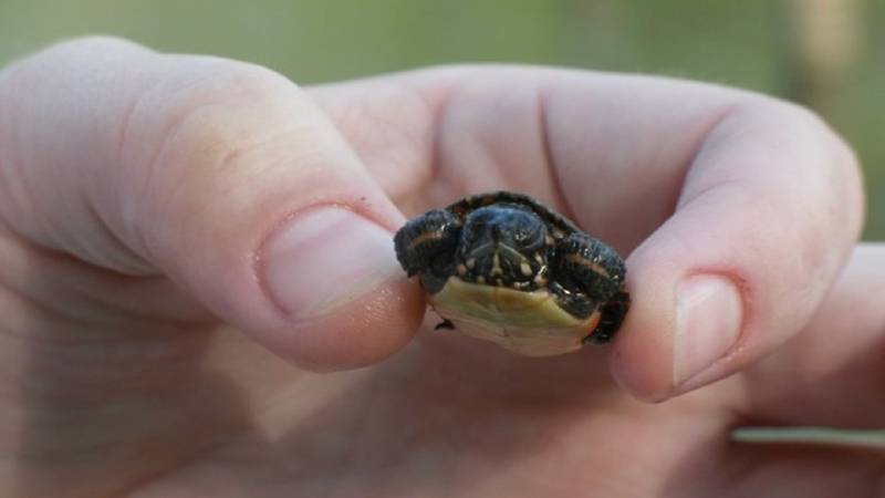 Photo from KIRO 7...