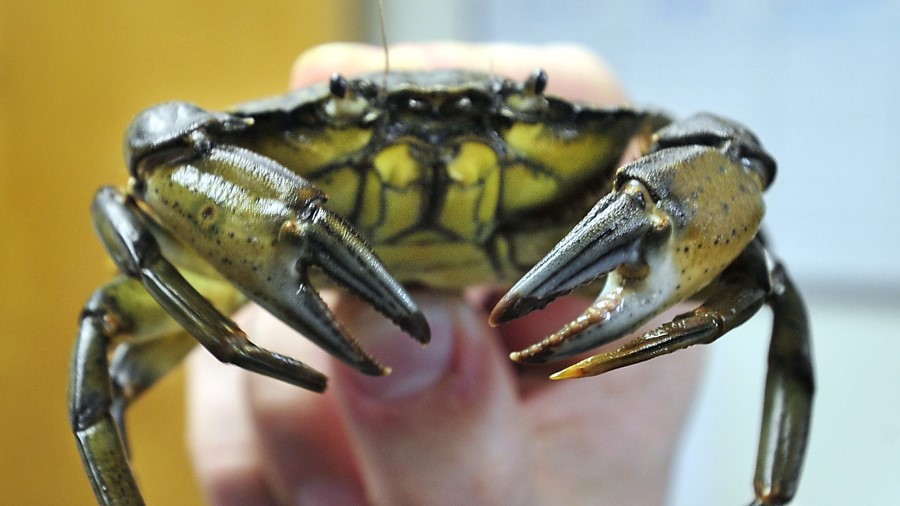 A Green Crab is held up  (Getty Images)...