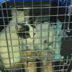 Hurricane Ian Pets