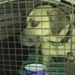 Hurricane Ian Pets