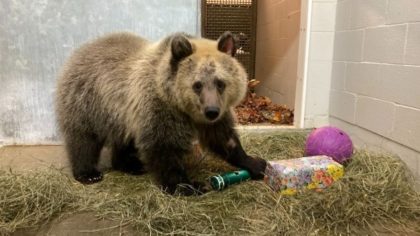 Woodland Park Zoo welcomes second bear cub in three months