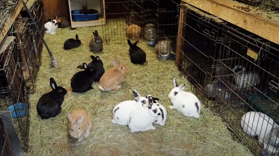 Bunnies...
