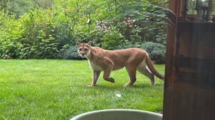 Cougar sighting in Duvall concerns some residents