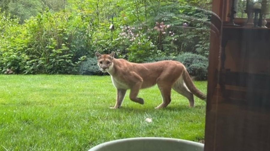 Cougar sighting Duvall...