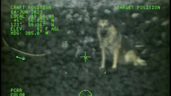 German Shepard rescued...