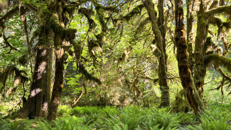 hiker missing Olympic Peninsula...