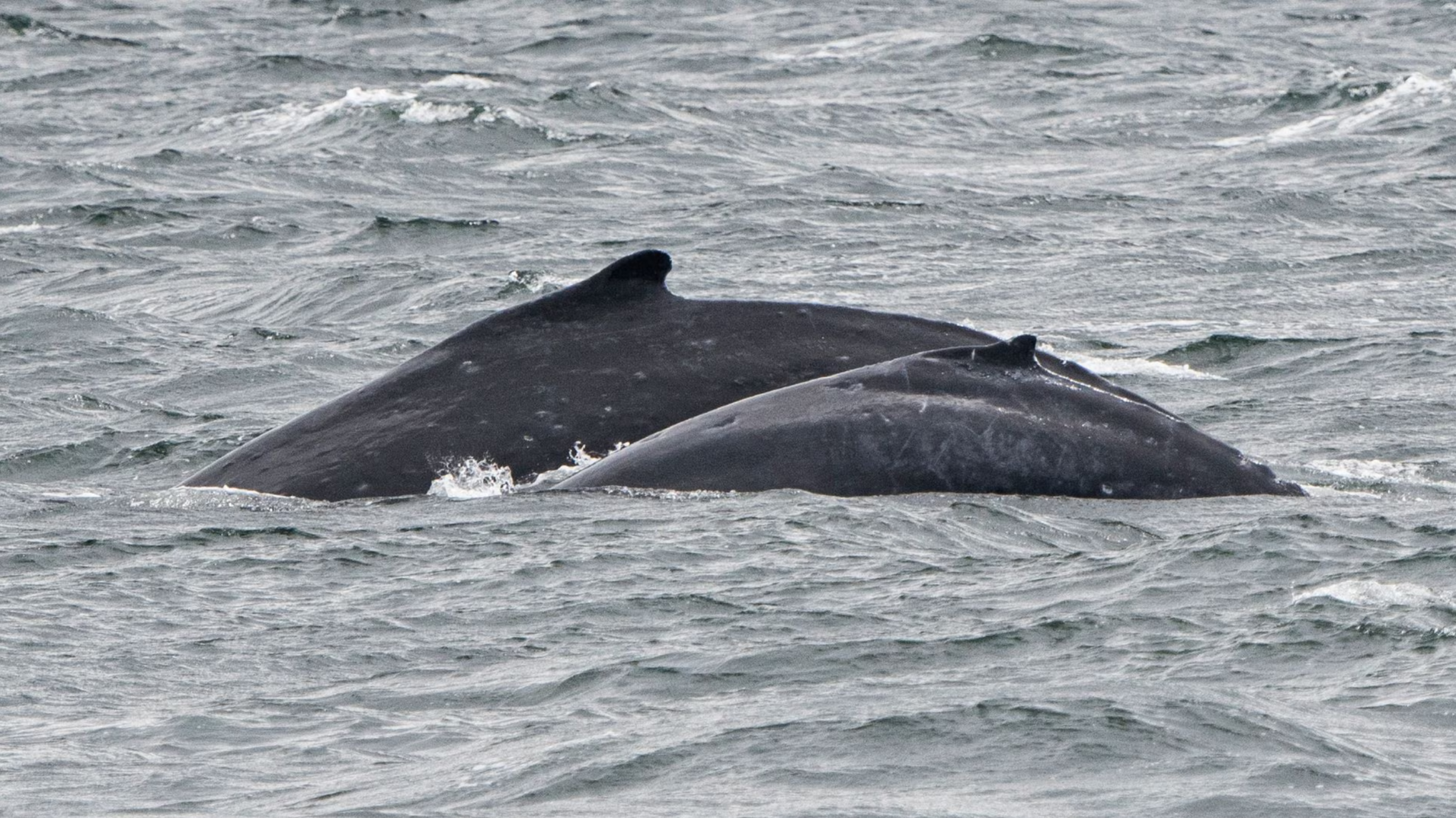 humpback whale...