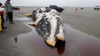 Body of whale washes up in Ocean Shores raising concerns for overall health of the ocean