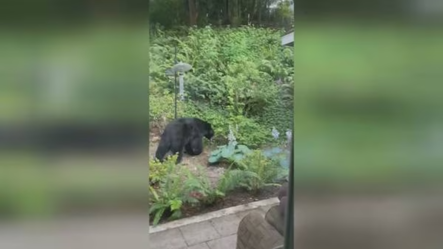 Image: A black bear was spotted in Bellevue. It ate a goat and attempted a second attack on another...