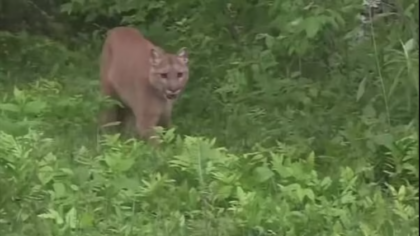 Park service tracking mountain lion after it mauled child in Olympic National Park