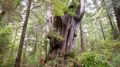 Ancient tree discovered near Vancouver Island