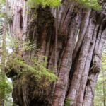 Image: Photographer T.J. Watt says the tree is 17 feet wide at its base and more than 150 feet tall.