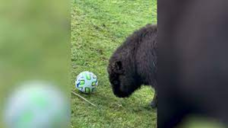 Willow plays soccer...