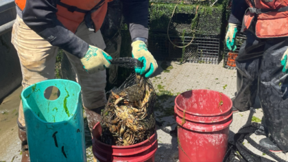 Invasive European green crab could spell disaster for Washington’s seafood industry