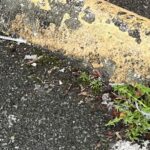 Image: A needle was spotted at the Krispy Kreme Doughnuts, located at the corner of Aurora Avenue North and North 125th Street in Seattle. KIRO 7 spoke with several people who work in the area to understand how the drug use is affecting nearby businesses.