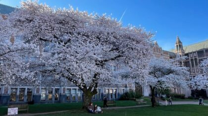 UW’s iconic cherry blossoms reach peak bloom after weather delay