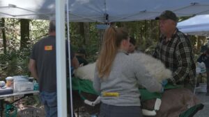 Photo: Biologists with The Tulalip Tribes have been tracking 115 of the airlifted mountain goats through their GPS collar technology.