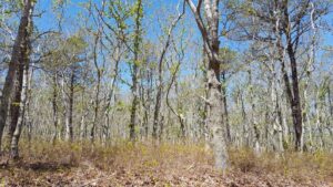 Photo: An example of an oak forest being defoliated due to spongy moths. 