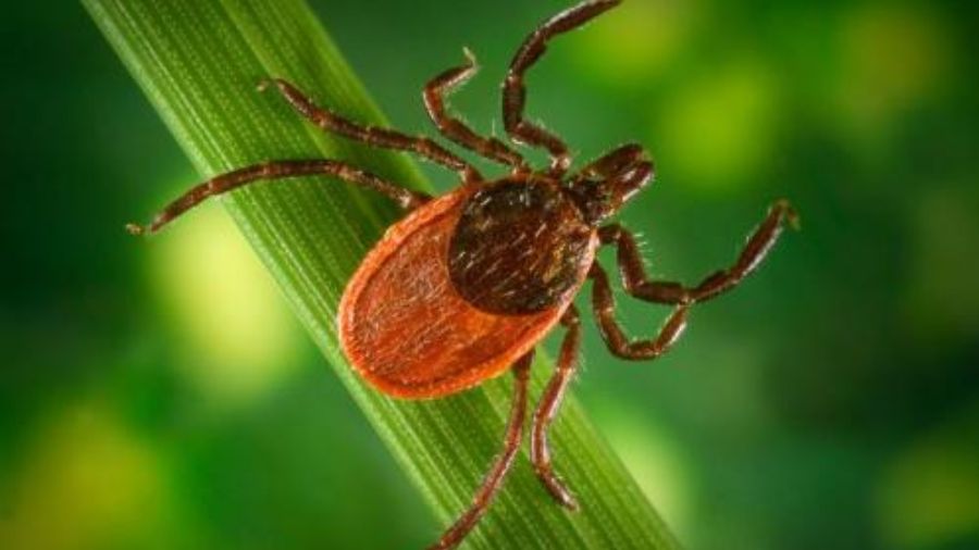 Photo: Female western black-legged tick....