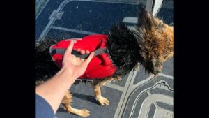 Photo: USCG rescued a group, including a dog from swamped kayaks.