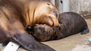 Photo: Point Defiance Zoo said mother Eloise is very protective of her new pup. 
