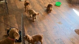 Photo: On July 18, nearly 70 puppies were rescued from a home in Lakebay. 