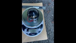 Photo: Photo: One of the explosive devices found in the suspect’s possession.