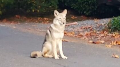 Authorities advise 'hazing' to scare coyotes after Queen Anne dog attacked