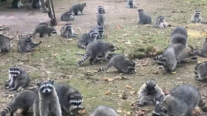 WDFW: Gaze of raccoons have dispersed after Poulsbo woman stopped feeding them