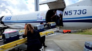 Photo: Kittens arrive at Paine Field to be taken to Seattle Humane.